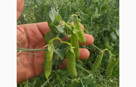 Насіння гороху Оплот