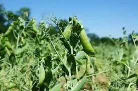 Продаж посівного матеріалу зеленого гороху ІМПУЛЬС