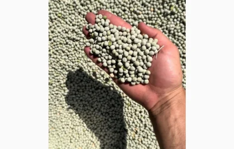 Продается зеленый горох