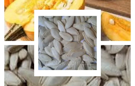 Продам насіння гарбуза