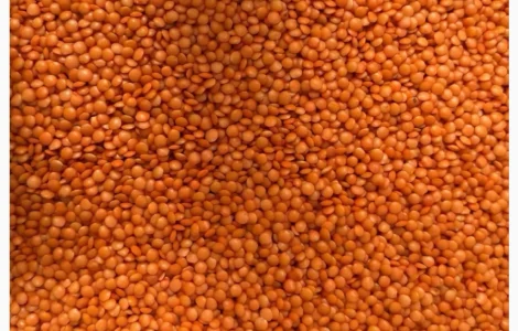 Сочевиця червона