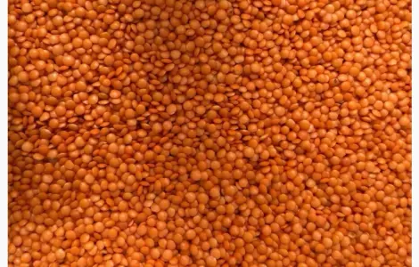 Чечевица красная