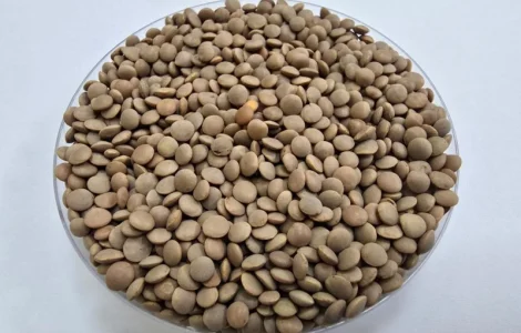 Закупаем чечевицу / чечевицу