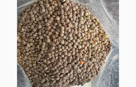 Продам чечевицу красную 28т