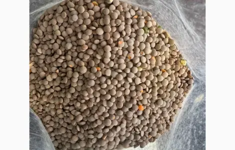 Продам сочевицю червону 28т