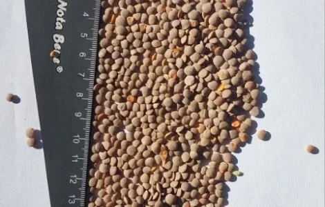 Продам чечевицу 100 т