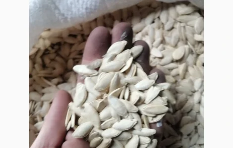 Продається кабачкове насіння сорту Турка 21т