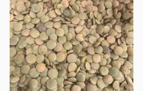 Продам зеленую чечевицу