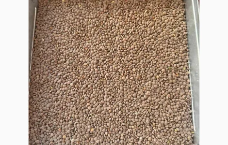 Продам чечевицу сорт Максим чечевица