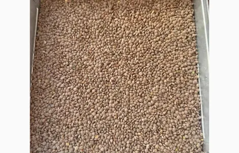 Продам чечевицу сорт Максим чечевица