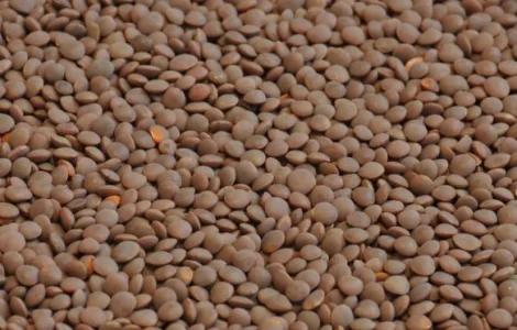 Продаєм насіння сочевиці червоної сорт "MАКСИМ"