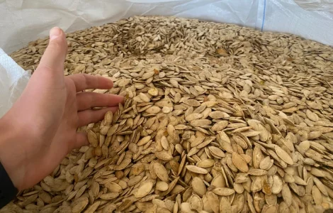 Продам насіння гарбуза