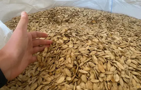 Продажа семян тыквы оптом
