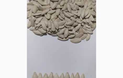 Підприємство на постійній основі закуповує гарбузове насіння усіх сортів