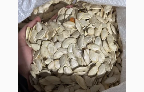 Продам гарбузове насіння від 20 т «Українка багатоплідна»