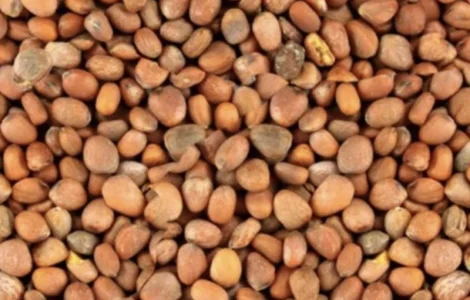 Насіння редьки олійної для сидерату