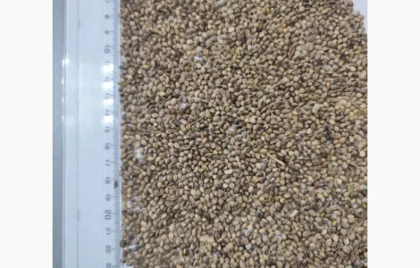 Коноплі технічні