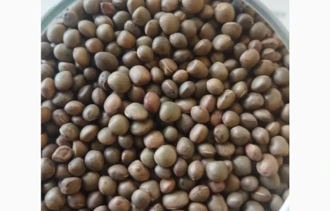 Насіння вики врожаю 2025 року