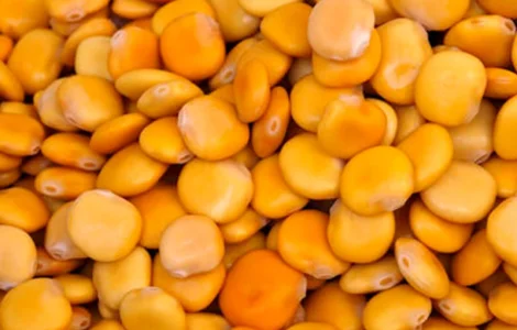 Насіння люпину жовтого ЗОЛОТИЙ КУПОЛ