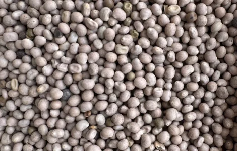 Продадим люпин