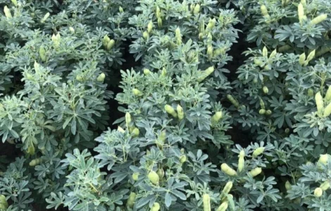 Семена люпина Барвинок