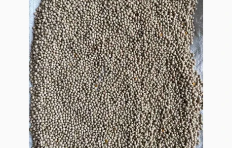 Продается насіння люпину вузьколистого Локомотив еліта