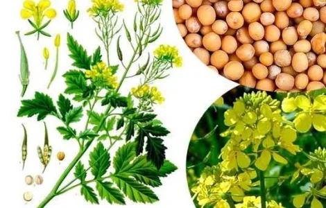 Закуповуємо гірчицю білу. Повний супровід