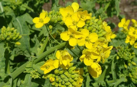 Потрібна гірчиця біла. Заберу з місця
