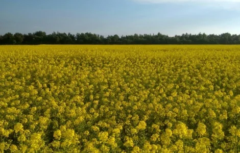 Куплю гірчицю. Самовивіз із місця