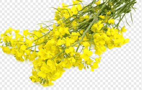 Куплю білу гірчицю. Свій транспорт. Розрахунок на місці