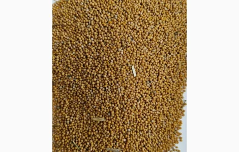 Продам гірчицю білу (можно на сидерат)- 50т.