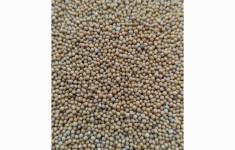 Продам гірчицю білу сорт Андромеда