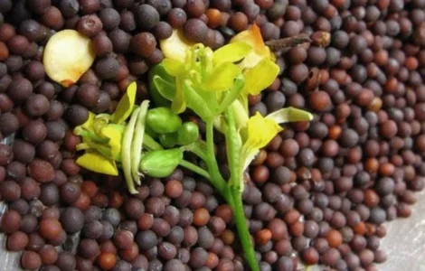 Куплю гірчицю