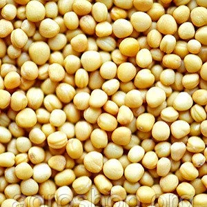 Куплю гірчицю насип