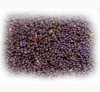 Куплю гірчию чорну