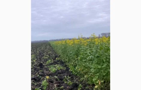 Продам гірчицю жовту