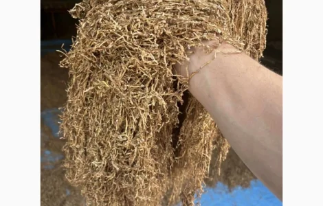 Бездоганний тютюн Міленіум