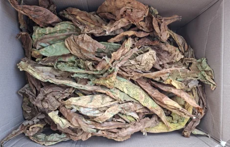 Пропонується лист тютюну трьохцвітка