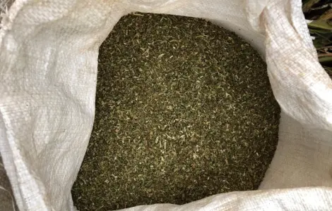 Самосад махорка табак табачок