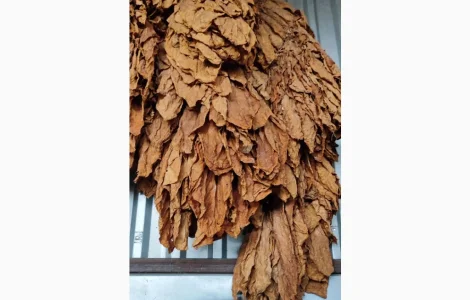 Тютюн лист сортовий