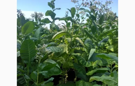 Семена табака