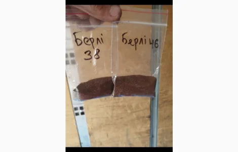 Насіння тютюну