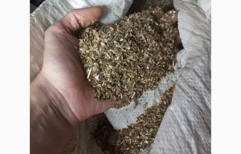 По ДЕШЕВОЙ цене продам МАХОРКУ