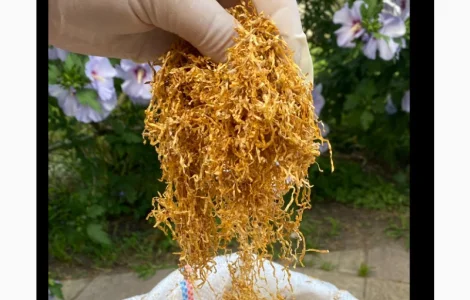 Чистий без ЖИЛОК та ПИЛУ ароматний табачек