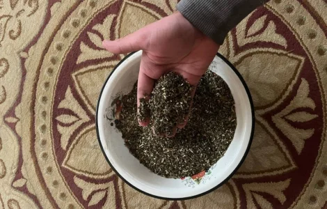 Купую махорочне тютюнове стебло