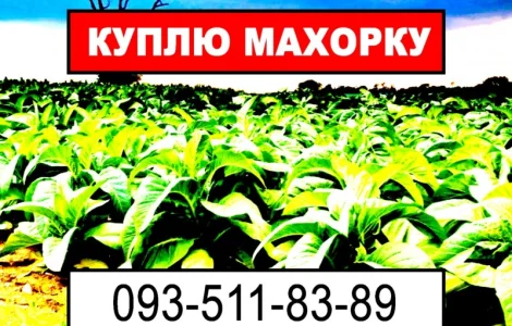 Махорка