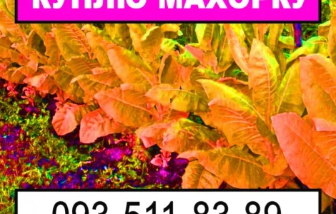 Закупка махорки