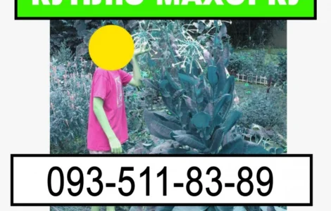 Махорка її залишки та інше