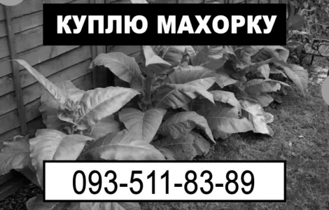 Махорка оптом