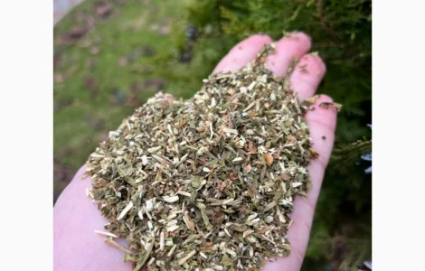 Продам недорого МАХОРКУ(Самосад)